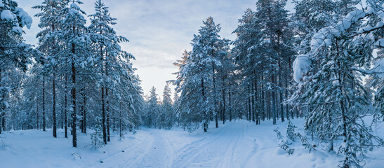 Snow covered trees creating a winter wonderland path