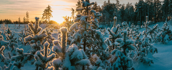 Snow covered pine trees at sunset in winter forest landscape