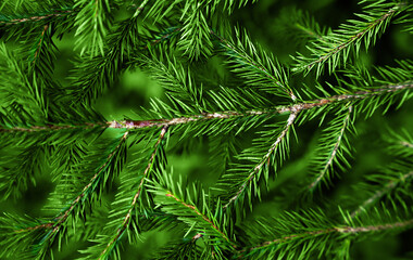 Christmas natural background of green spruce branches. Close-up. Selective focus.