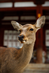 A Graceful Deer Standing Majestically in a Serene and Beautiful Landscape Setting