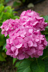 Hydrangea garden in summer