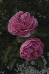 A blooming rose in the garden