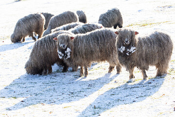 lincoln long wool sheep in snow covered field, covered in snow