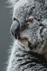 a koala