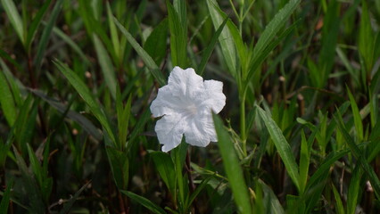 A single pretty white flower, Ruellia simplex, with its green leaves, beautiful flower background