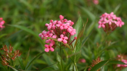 A bush of cute red flower, Panama rose, with its green leaves background
