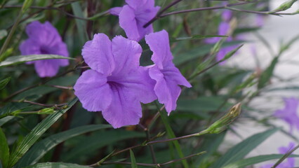 Gorgeous violet flower, Ruellia simplex, with its green leaves, beautiful flower background