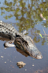 Everglades, Floride