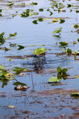 Everglades, Floride