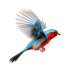 Fototapeta premium parrot bird looking isolated on white