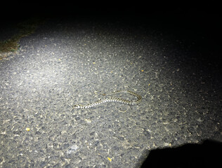 Dead snake run over on a road