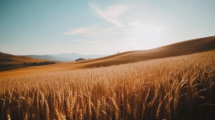 Obraz premium Golden wheat field under a clear sky, rolling hills in the background.