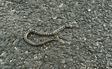 Dead snake run over on a road