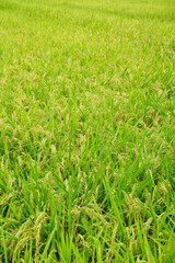 京都の水田の風景