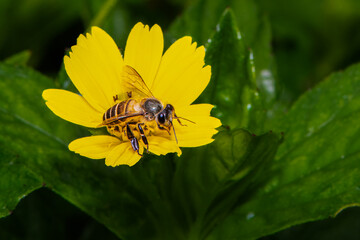 Bee flying on yellow flower in the park.