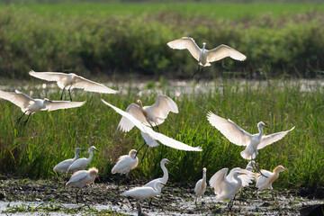 Flock of cattle egret on rice farm