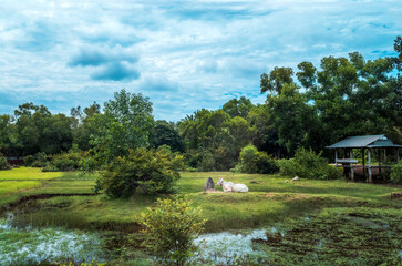 Obraz premium Typical small farm houses in the Cambodian countryside