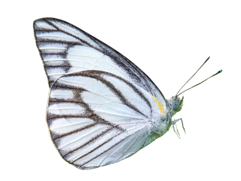 A white butterfly isolated on a transparant background. Perfect for nature, wildlife, and insect-themed projects.
