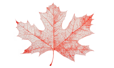 Red maple leaf with intricate vein structure, showcasing delicate transparency and fine details, isolated on transparent background, png