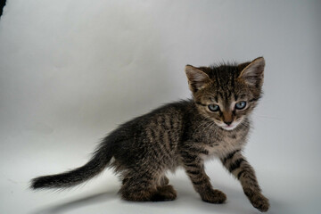 cat, animal, pet, kitten, feline, domestic, cute, fur, white, tabby, kitty, pets, isolated, mammal, animals, sitting, young, small, gray, grey, nature, portrait, cats, furry