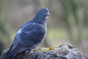 pigeon sur un rocher