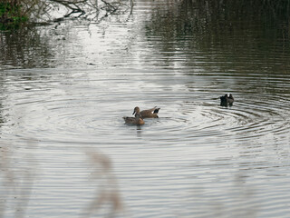 some gadwalls and a coot in the Porta lake in Tuscany