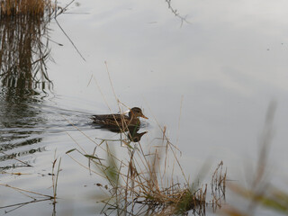 detail of gadwall in Porta lake in Tuscany
