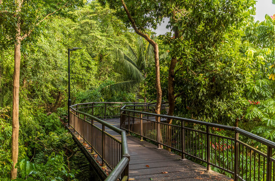 The bridge on the walk in the forest on Mount Faber in Singapore