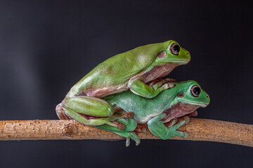 The Australian green tree frog (Ranoidea caerulea/Litoria caerulea), also known as simply green tree frog in Australia, White's tree frog, or dumpy tree frog, frog native to Australia