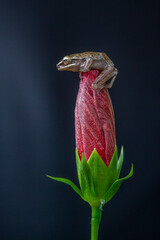 Polypedates leucomystax is a species in the shrub frog family Rhacophoridae. It is known under numerous common names, including common tree frog, four-lined tree frog, golden tree frog[2] or striped t