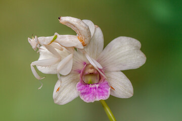 Hymenopus coronatus is a mantis from the tropical forests of Southeast Asia. It is known by various common names, including walking flower mantis, orchid-blossom mantis and (pink) orchid mantis