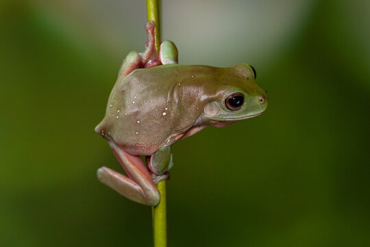 The Australian green tree frog (Ranoidea caerulea/Litoria caerulea), also known as simply green tree frog in Australia, White's tree frog, or dumpy tree frog, is a species of tree frog native to Austr