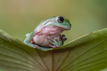 Naklejka premium The Australian green tree frog (Ranoidea caerulea/Litoria caerulea), also known as simply green tree frog in Australia, White's tree frog, or dumpy tree frog, is a species of tree frog native to Austr