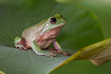 The Australian green tree frog (Ranoidea caerulea/Litoria caerulea), also known as simply green tree frog in Australia, White's tree frog, or dumpy tree frog, is a species of tree frog native to Austr