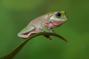 Fototapeta premium The Australian green tree frog (Ranoidea caerulea/Litoria caerulea), also known as simply green tree frog in Australia, White's tree frog, or dumpy tree frog, is a species of tree frog native to Austr