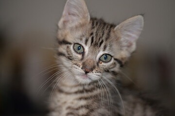 chaton tigré 