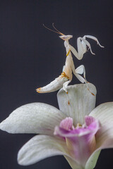 Hymenopus coronatus is a mantis from the tropical forests of Southeast Asia. It is known by various common names, including walking flower mantis, orchid-blossom mantis and (pink) orchid mantis