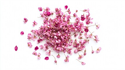 Fototapeta premium Isolated cluster of Baby’s Breath blooms on a white background, with scattered dried petals for decoration