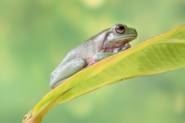The Australian green tree frog (Ranoidea caerulea/Litoria caerulea), also known as simply green tree frog in Australia, White's tree frog, or dumpy tree frog, is a species of tree frog native to Austr