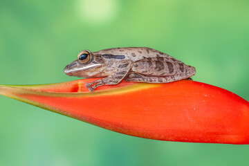 Polypedates leucomystax is a species in the shrub frog family Rhacophoridae. It is known under numerous common names, including common tree frog, four-lined tree frog, golden tree frog or striped tree