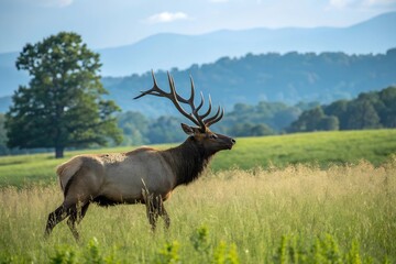 Fototapeta premium American white-tailed deer in the steppe among the grass against the backdrop of distant mountains