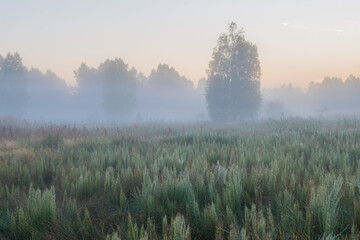 morning fog in the forest