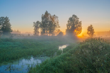 morning sun in the forest