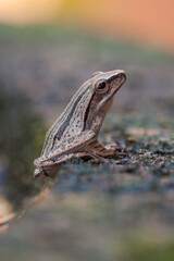 Polypedates leucomystax is a species in the shrub frog family Rhacophoridae. It is known under numerous common names, including common tree frog, four-lined tree frog, golden tree frog or striped tree