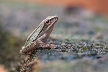 Polypedates leucomystax is a species in the shrub frog family Rhacophoridae. It is known under numerous common names, including common tree frog, four-lined tree frog, golden tree frog or striped tree