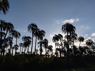 El palmar
