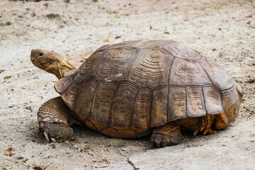 Big Turtles at the Zoo