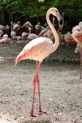 pink flamingo in the zoo