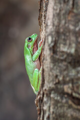 The Australian green tree frog (Ranoidea caerulea/Litoria caerulea), also known as simply green tree frog in Australia, White's tree frog, or dumpy tree frog, is a species of tree frog native to Austr