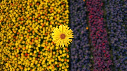 A vibrant yellow flower stands out against a colorful blurred background of blooming flowers, making it an ideal backdrop for designs and presentations